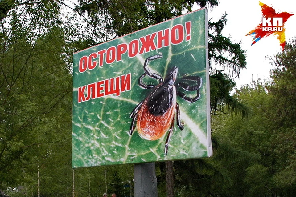 В Новосибирской области первый укус клеща зарегистрировали 21 марта.