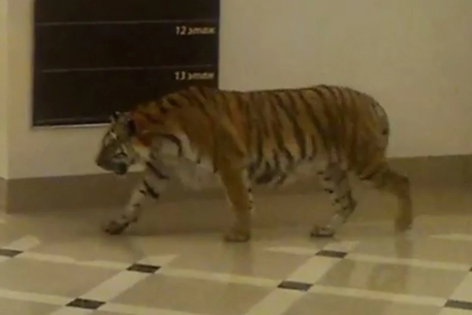 Тигр погулял по торговому центру в Хабаровске
