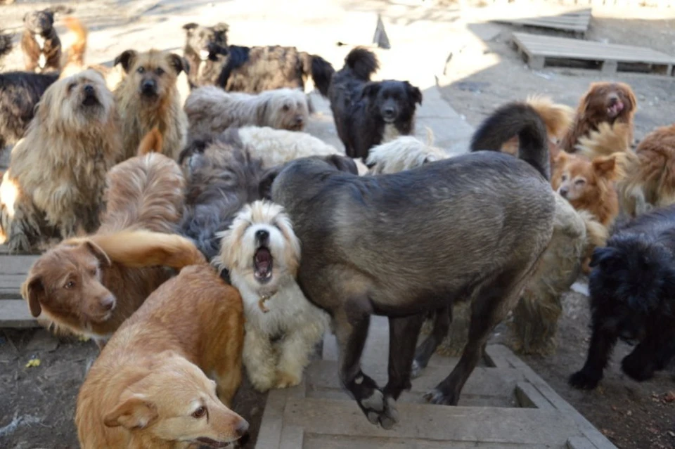 По словам Ольги, в год удается пристроить только по 2-3 взрослые собаки (фото: vk.com/lubdvor)