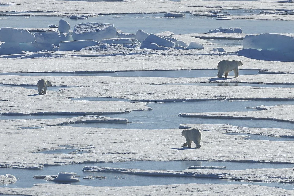 Теперь в Арктике медведям покой только снится.