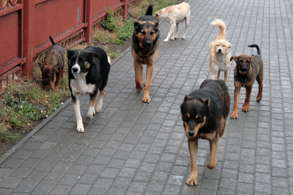 В Хабаровске никто не хочет отлавливать бродячих собак