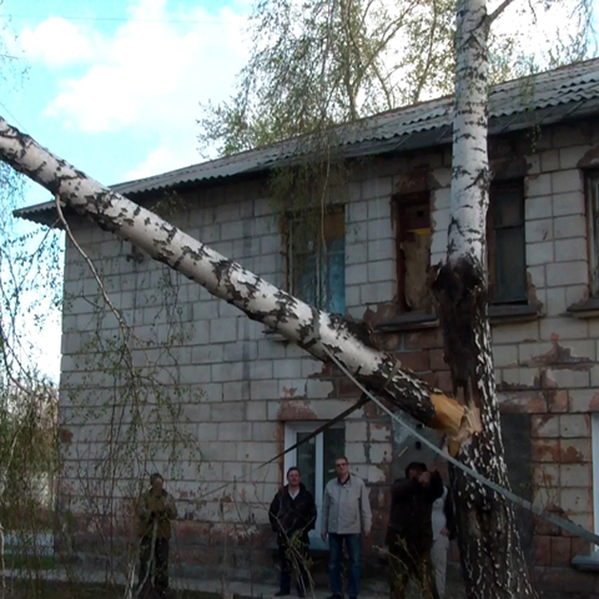 Упавшая в ураган береза заставила новосибирцев готовить еду на костре -  KP.RU