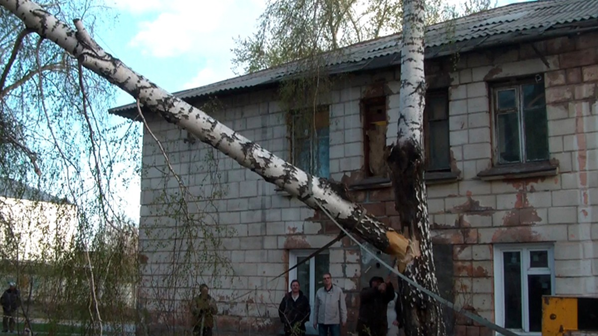 Упавшая в ураган береза заставила новосибирцев готовить еду на костре -  KP.RU