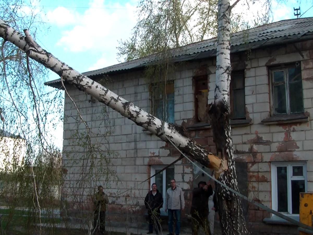 Упавшая в ураган береза заставила новосибирцев готовить еду на костре -  KP.RU