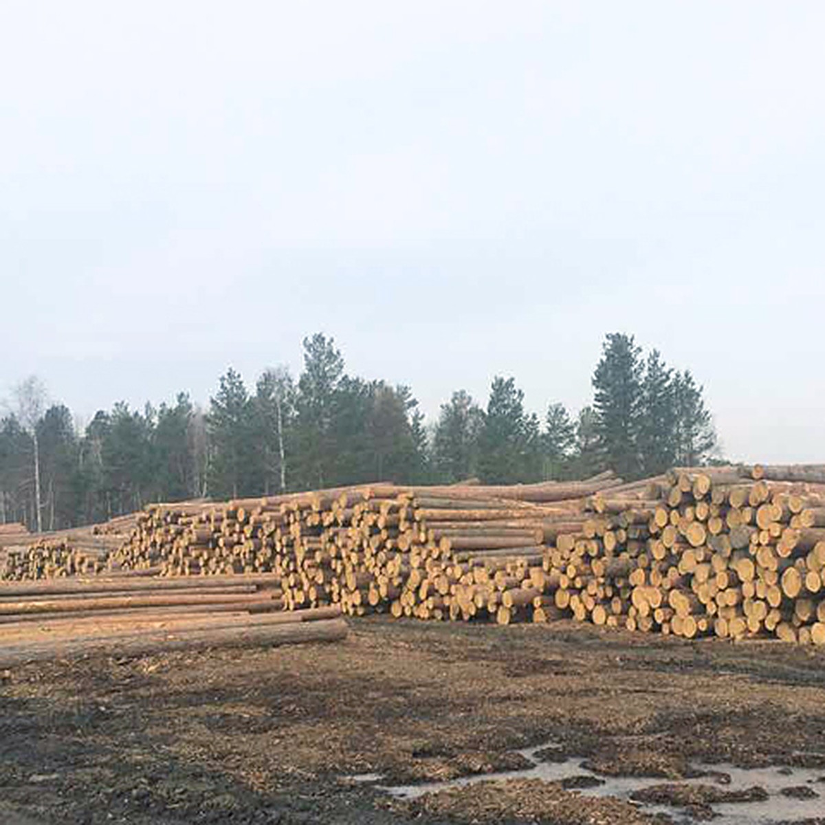 Вырубленные леса в Иркутской области