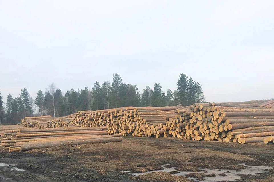 Иркутская область на первом месте по вырубкам леса среди всех регионов России, в том числе и по количеству черных лесорубов.