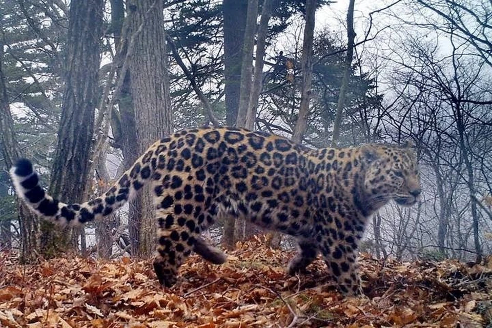 Фото: Национальный парк "Земля леопарда"