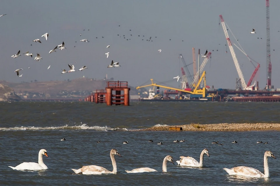 За время строительства Крымского моста в Керченском проливе стало больше дельфинов, рыбы и птиц: Фото: Инфоцентр "Крымский мост"