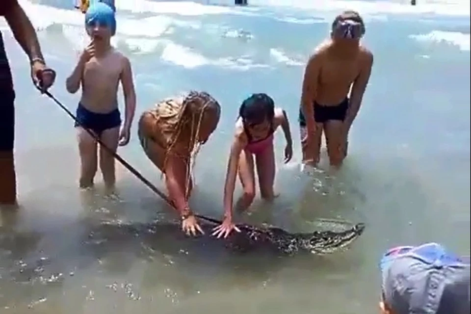 Детвору едва ли пугает грозный хищник Фото: www.instagram.com/kmv.official/