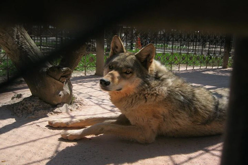 Волк в барнаульском зоопарке "Лесная сказка" откусил ребенку ухо