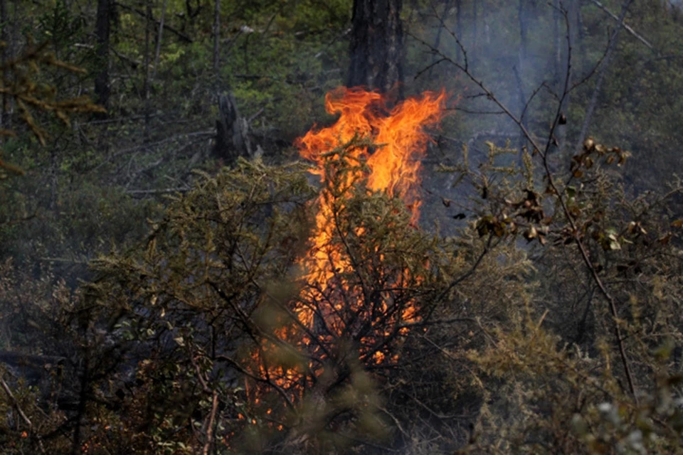 За минувшие сутки на Дальнем Востоке бушевало более 170 лесных пожаров