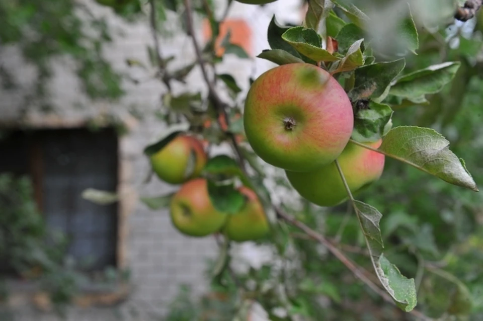 Обычно на 5 - 6 год яблони уже начинают плодоносить.