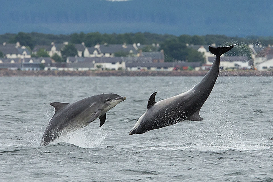 Ученые предлагают использовать дельфинов в качестве группы сравнения при исследовании поведения человека