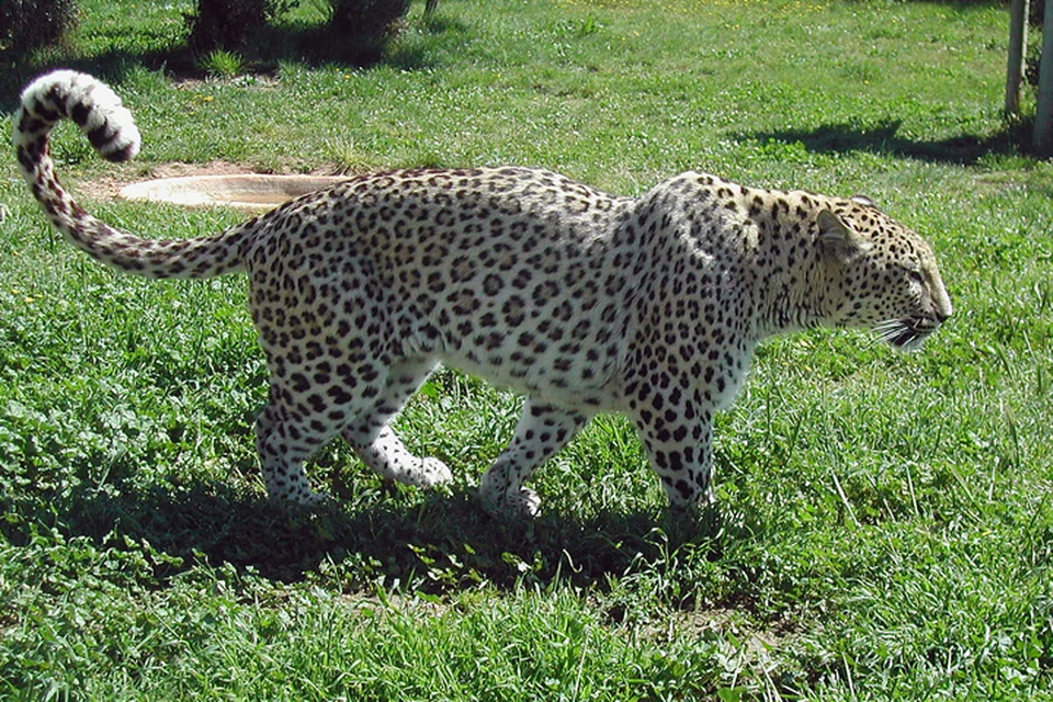 На нашей планете переднеазиатский подвид леопарда считается одной из редчайших крупных кошек