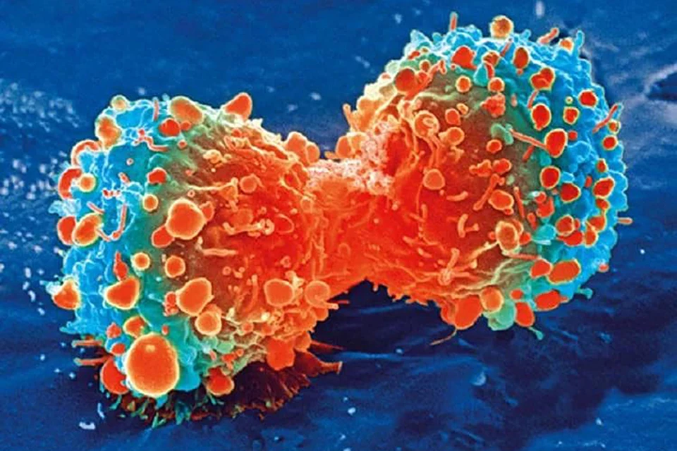 Раковые клетки — это «поломавшиеся» человеческие