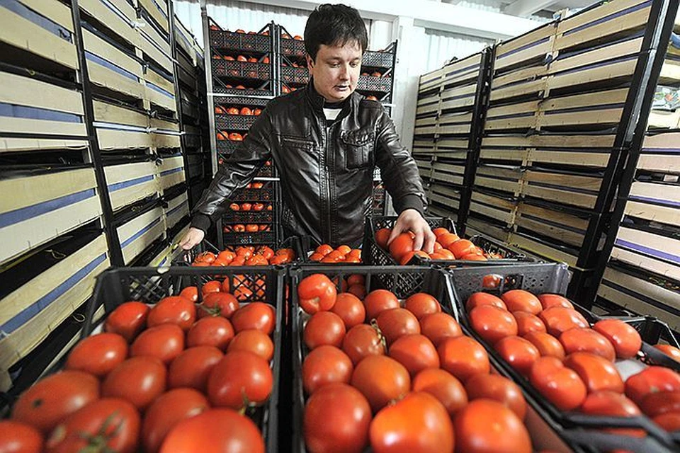 На первом этапе мы разрешили ввоз только 50 тысяч тонн турецких томатов в год
