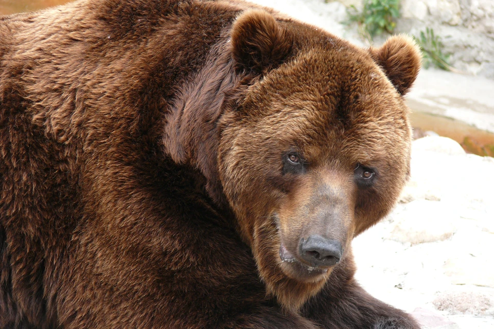 Любовь Петровна на своем пути дважды встретила медведей.