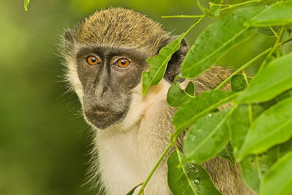 Ученые “прочли” геномы 163 обезьян разных видов, входящих в род Зеленые мартышки