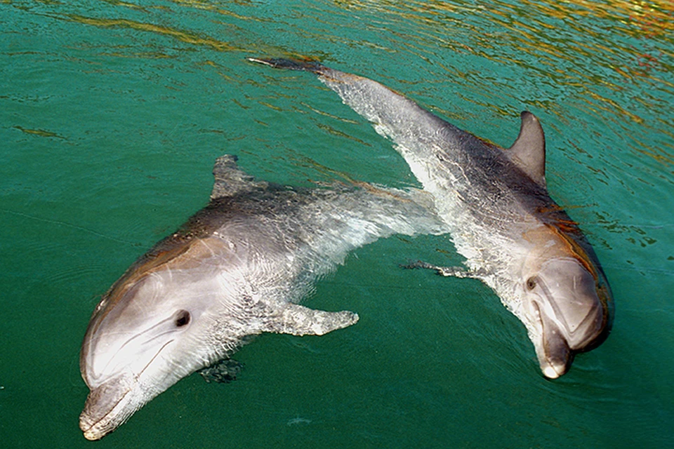 Пока биологи не установили, помогают ли дельфинам подарки повысить вероятность спаривания с самкой