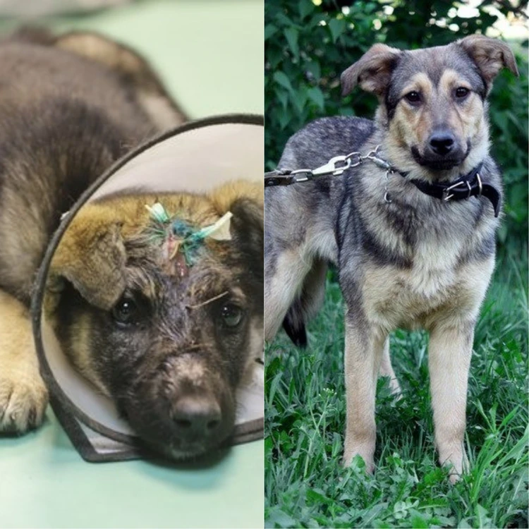 Дом для собаки. Собаки взять домой. Животные из приюта. Бездомные собаки до и после. Приют для собак.