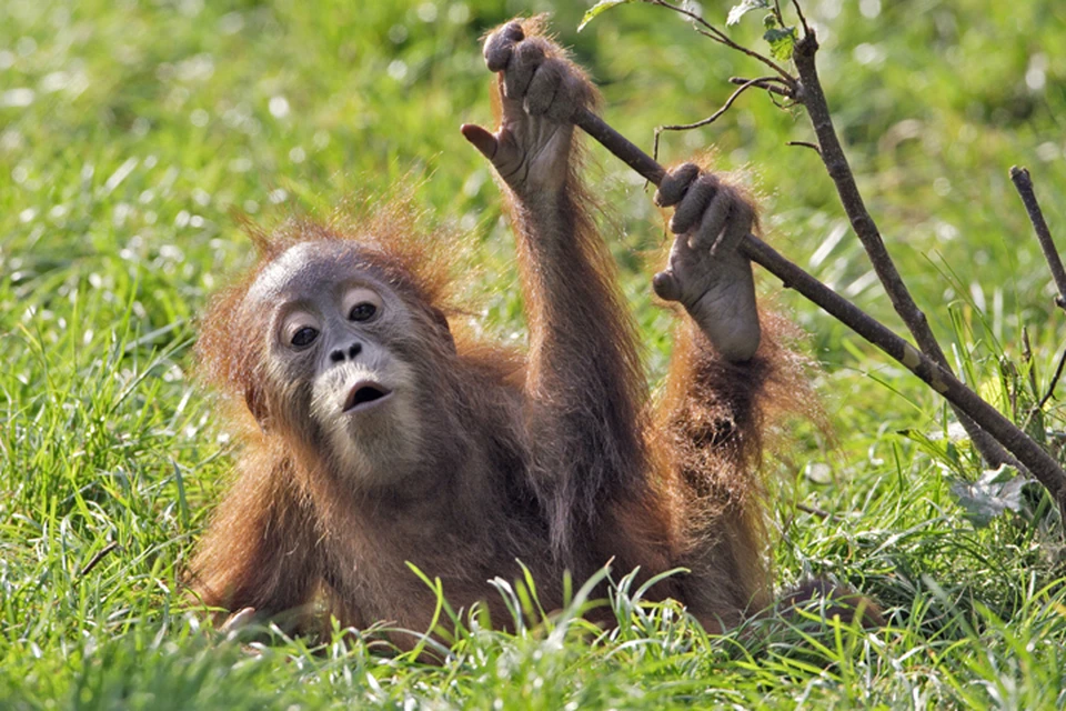 Суматранские орангутаны, которых содержат в неволе, лучше остальных обезьян копируют человеческие голоса.