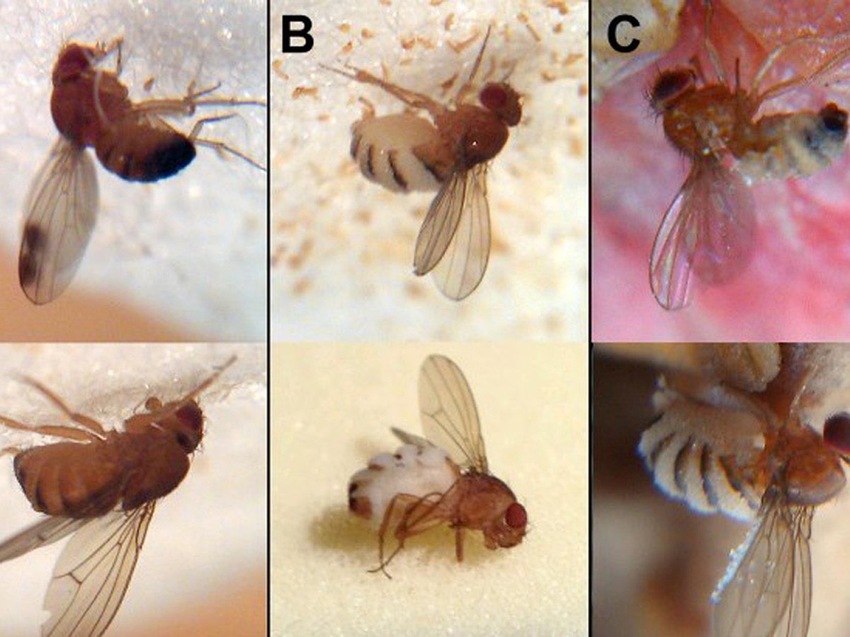 Ученые раскрыли секрет превращения мух в зомби - KP.RU