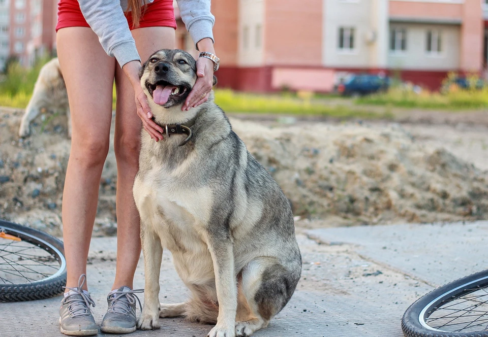 В Тюмени живодеры жестоко убили собаку. Фото Анастасии Спириной