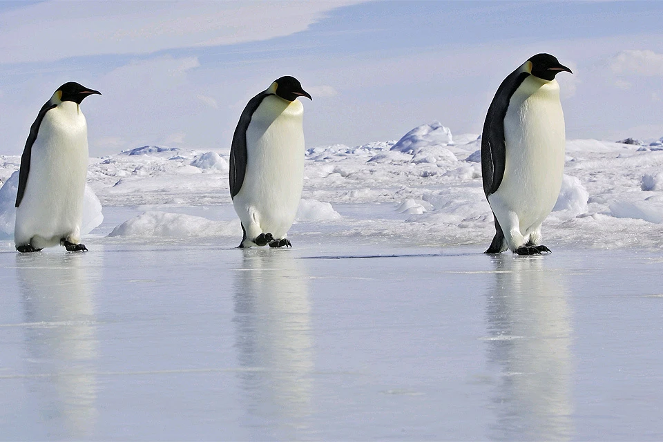 Императорские пингвины - самые крупные пингвины из существующих сегодня видов, средний рост взрослой птицы составляет 122 см.