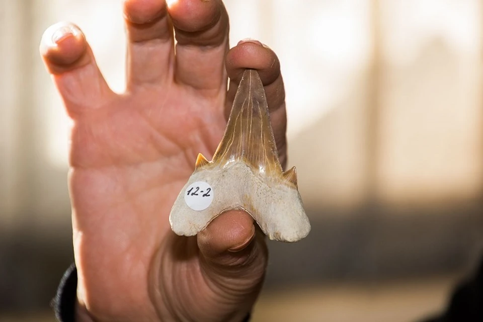 Зуб доисторической акулы. Фото: пресс-служба ДВФУ