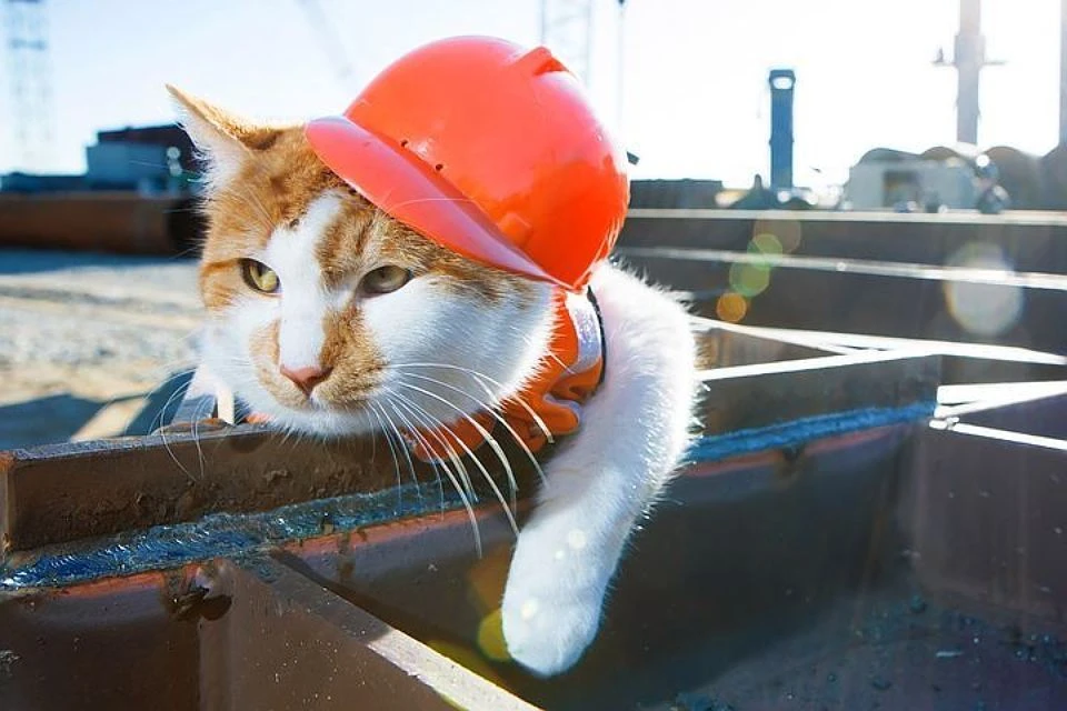 Закрывает рейтинг Медиалогии рыжий кот, живущий на стройке Крымского моста. Фото: Инфоцентр Крымский мост
