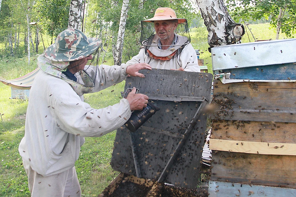 Пчеловоды окуривают пчел на пасеке, Алтайский край.