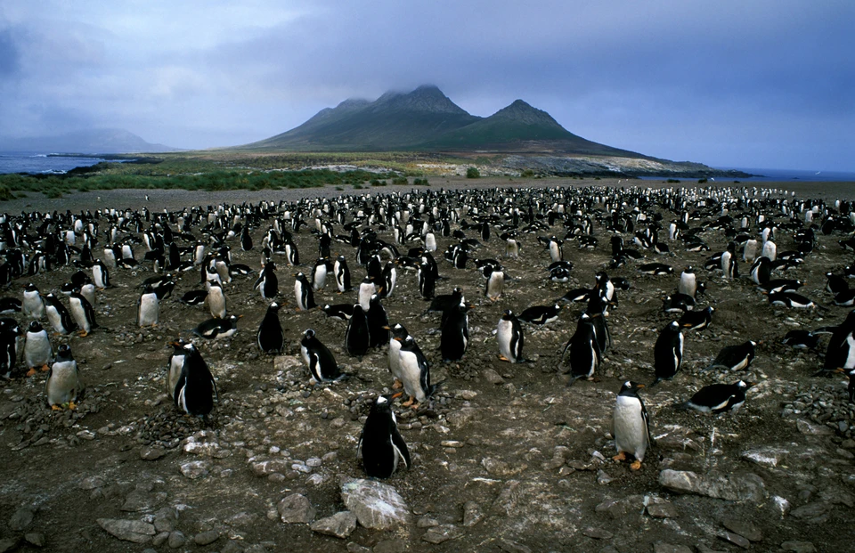 Папуанские пингвины в природе обитают на антарктических островах. Фото: TASS/UIG
