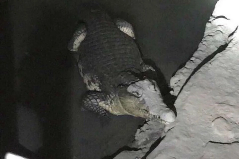 Нильские крокодилы обитают в Африке и... в подвалах домов в Петербурге. ФОТО: соцсети