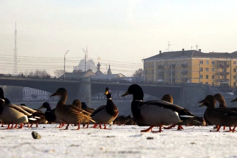 Утки в Твери