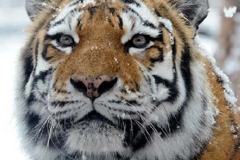 Тигр напал на двух охотников в Приморье. Фото: Дейл Миккел