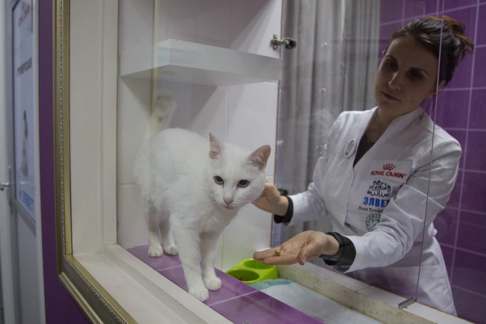 Кот-аристократ в надежных руках ветеринара Анны Кондратьевой.