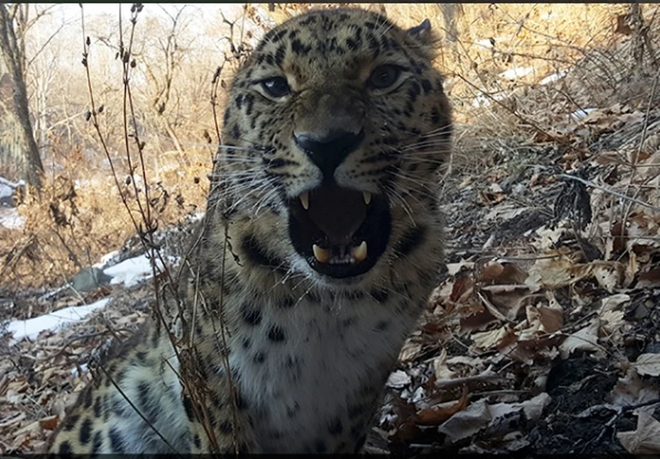леопард Великоросс. фото Антона Федосеева