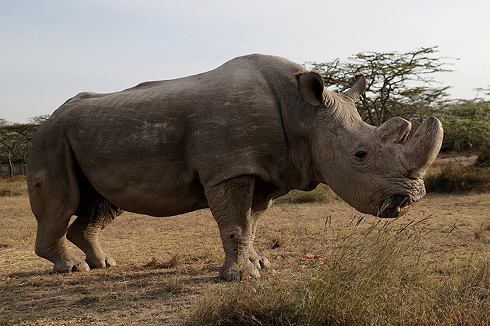 С 2014 года Судан остался единственным живущим самцом и одним из трех северных белых носорогов в мире