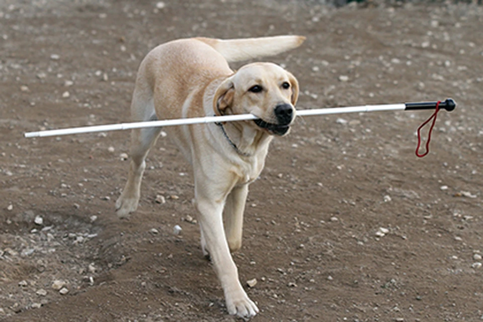 Собака-поводырь - мечта Лили из военной Горловки. Фото: xakac.info