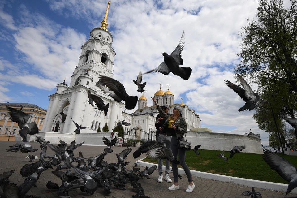 От обычных дворовых голубей можно подцепить заразу
