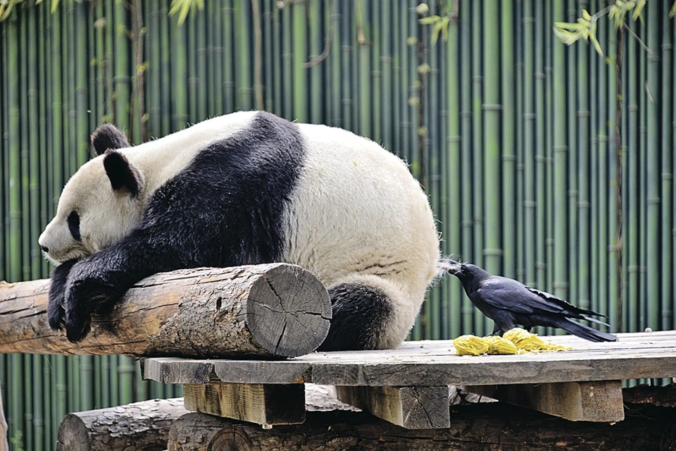 Из пушистого зада панды вороны повадились дергать шерсть для строительства гнезд.