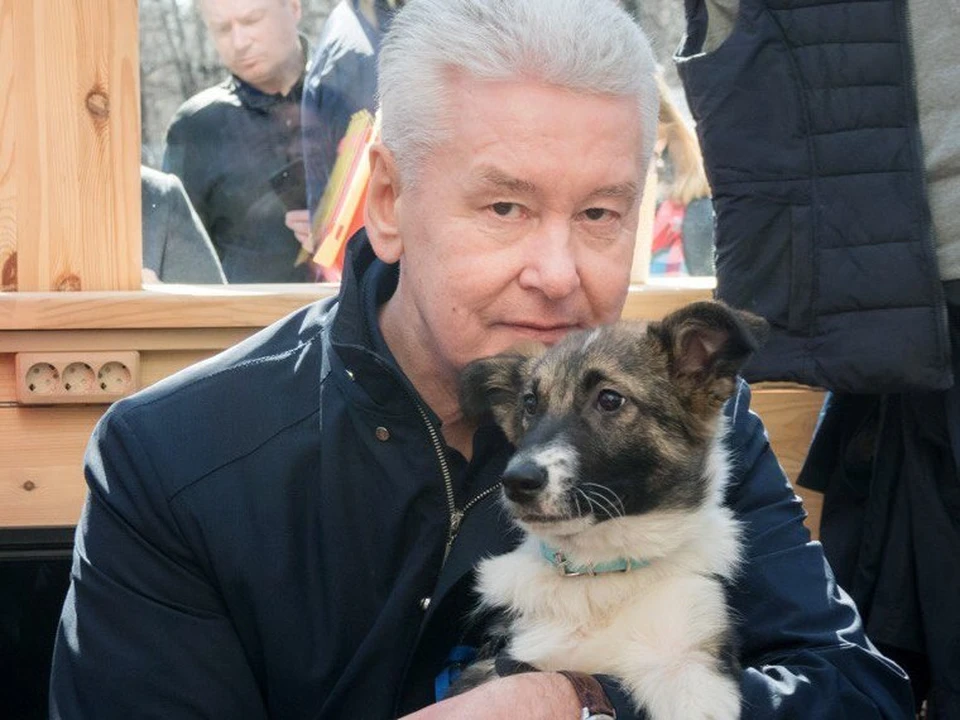 Сам мэр взял к себе бездомного щенка Джоуи Фото: Пресс-служба мэра и Правительства Москвы