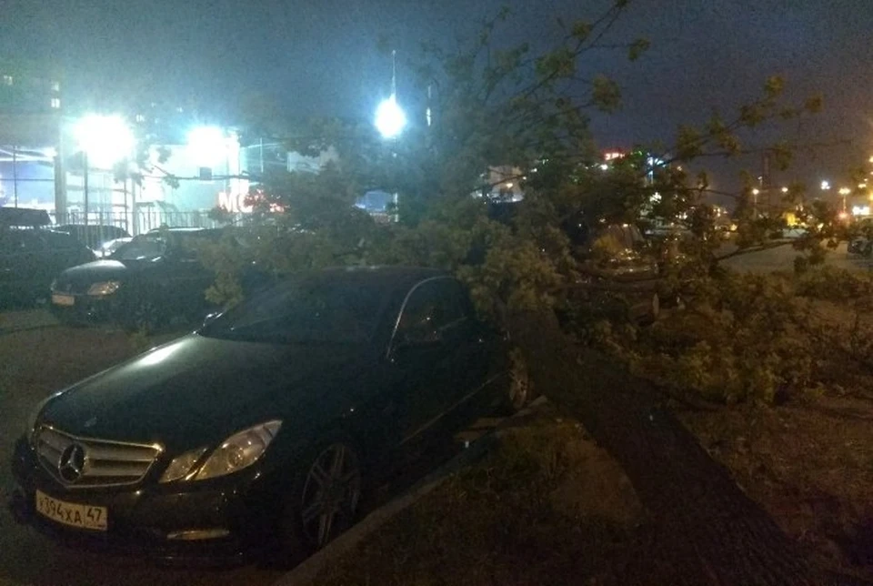 Ветер валил деревья прямо на машины Фото: ДТП и ЧП Санкт-Петербург