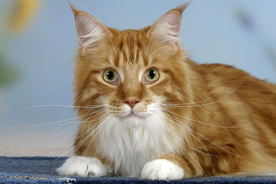 Рыжий кот породы мэйн кун. Его сородич считается самым пожилым котом на земле.