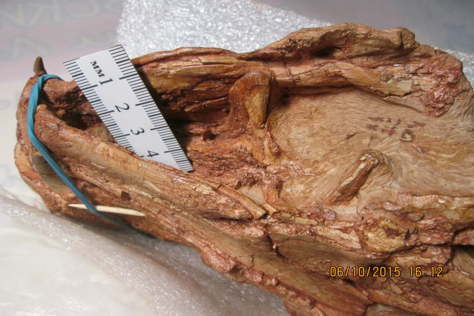 Горыныч Масютиной - новый вид хищников, который жил на территории современной Кировской области 250 миллионов лет назад. Фото: Из архива Вятского палеонтологического музея