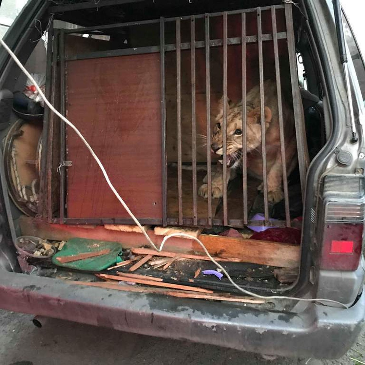 На парковке в Челябинске в машине нашли взаперти львицу, двух питонов и  четырех пуделей - KP.RU