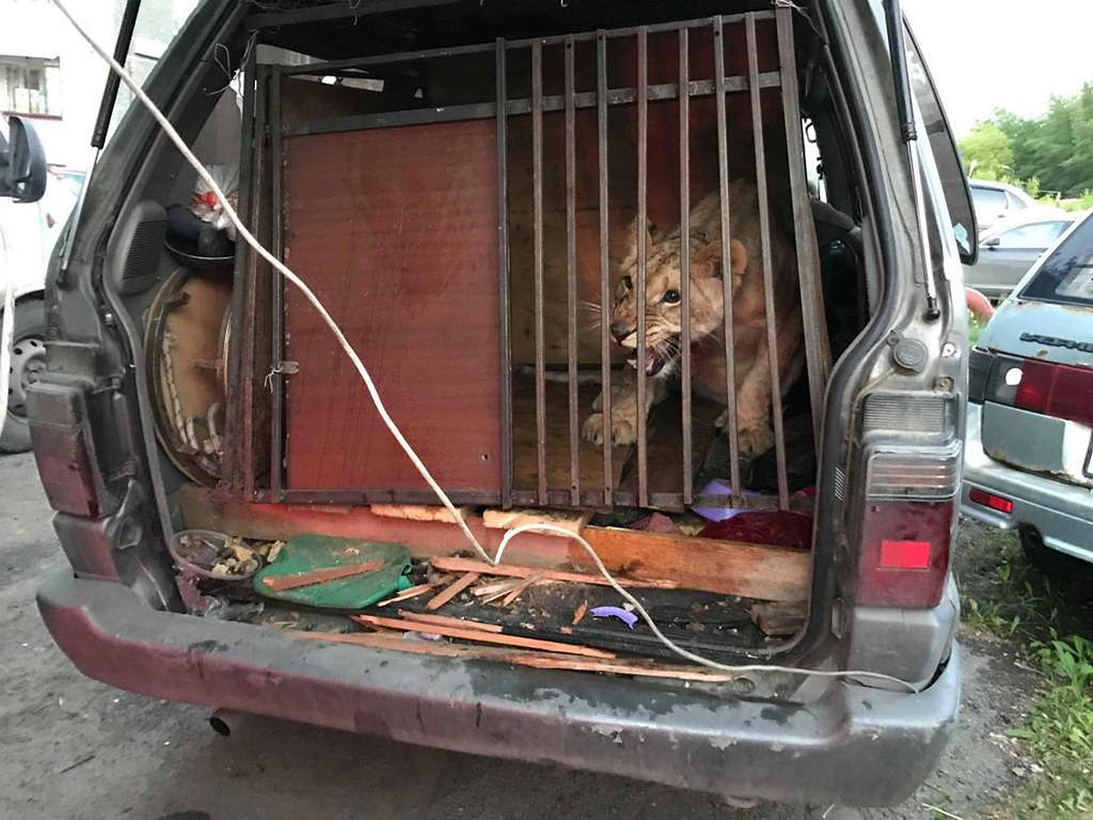 На парковке в Челябинске в машине нашли взаперти львицу, двух питонов и  четырех пуделей - KP.RU