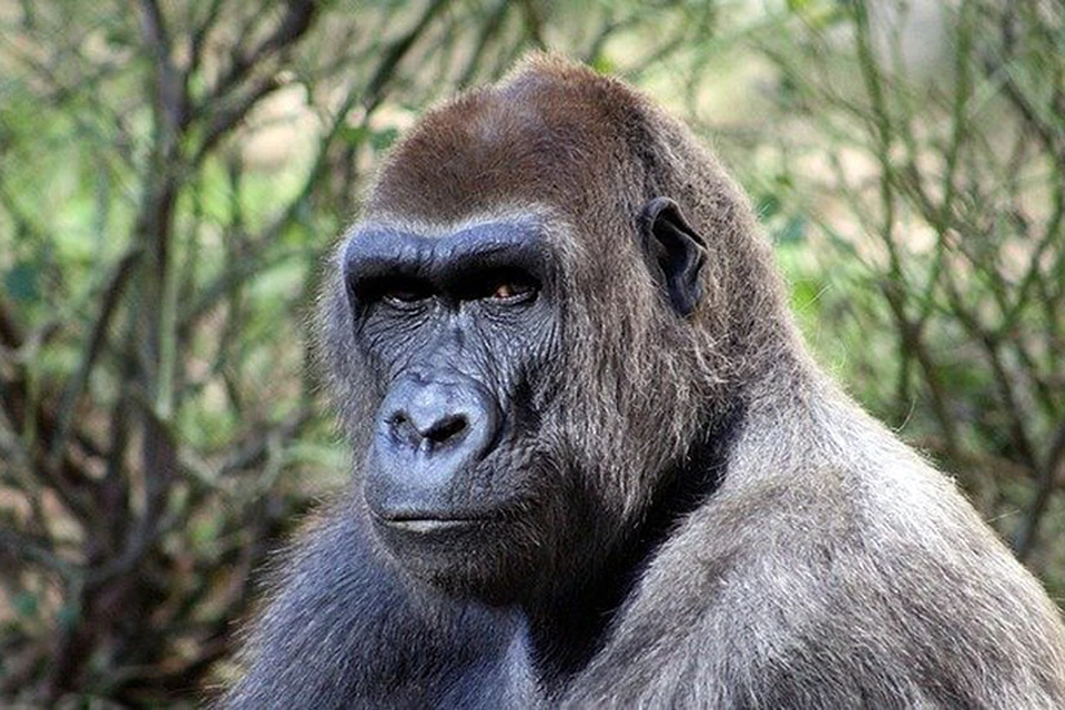 Коко - самая умная говорящая горилла в мире - скончалась на 47 году жизни -  KP.RU