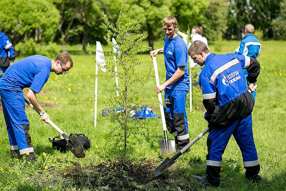 В мае волонтеры МНПЗ высадили в парке 850-летия Москвы 38 лиственниц.