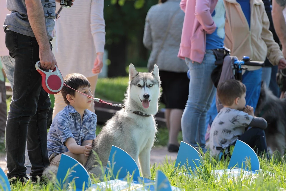 Фестиваль "Собаки в городе" Фото: Фонд Рэй